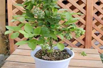 蓝莓盆栽的植株生长性状与产量测定