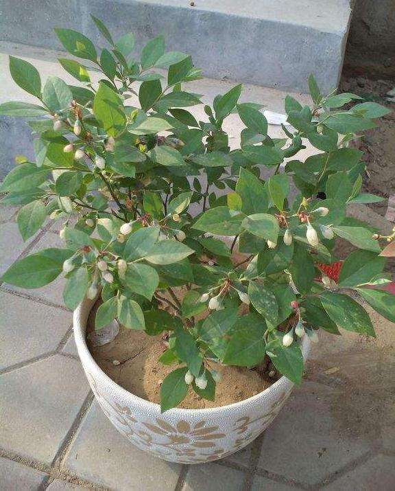 不同基质的理化性质对蓝莓盆栽的比较