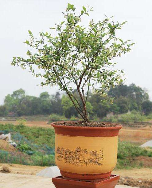 不同基质的理化性质对蓝莓盆栽的比较