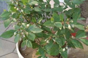 不同基质的理化性质对蓝莓盆栽的比较