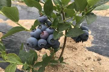 不同配比的复合基质对蓝莓盆栽光合的比较