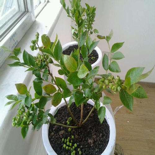 为什么蓝莓盆栽对土壤酸碱度的要求很严格