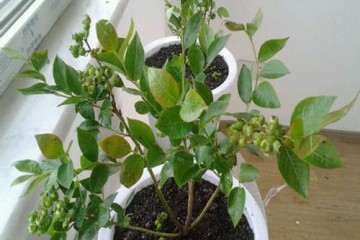 为什么蓝莓盆栽对土壤酸碱度的要求很严格