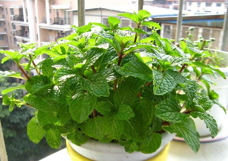 不同配方营养液对盆栽荆芥生长的影响