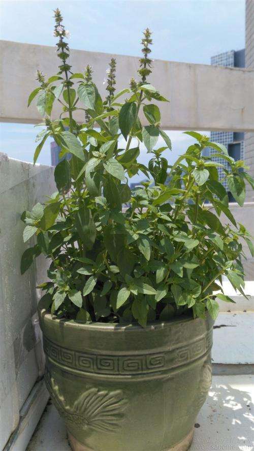 不同配方营养液对盆栽荆芥生长的影响