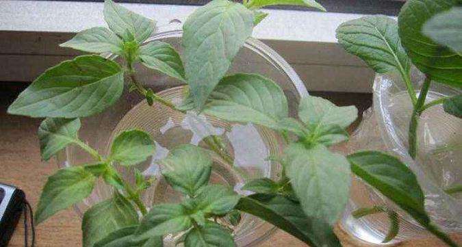 不同配方营养液对盆栽荆芥生长的影响