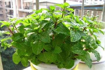 不同配方营养液对盆栽荆芥生长的影响