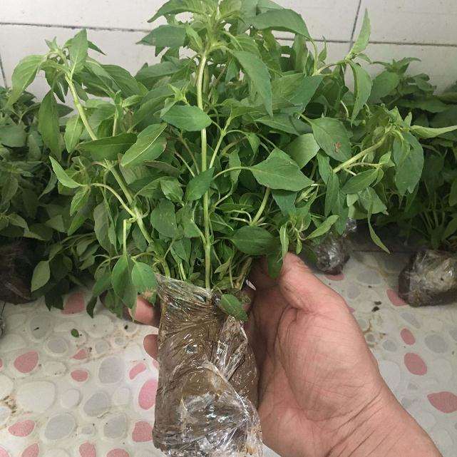 荆芥盆栽的试验材料与方法 图片