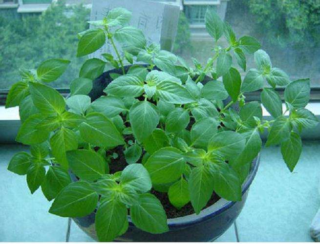 荆芥盆栽的栽培基质及营养液 图片