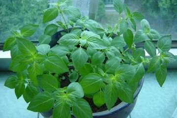 荆芥盆栽的栽培基质及营养液 图片