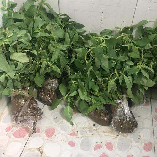 不同营养液配方下荆芥盆栽植株生长比较