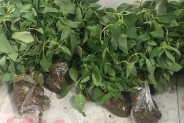 不同营养液配方下荆芥盆栽植株生长比较