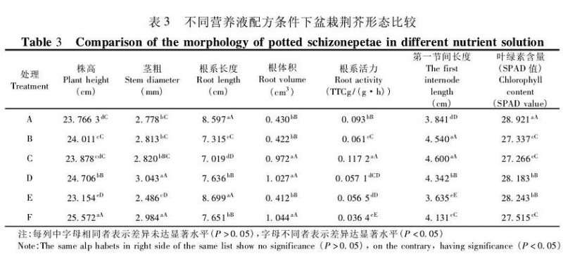 不同营养液配方下荆芥盆栽植株生长比较