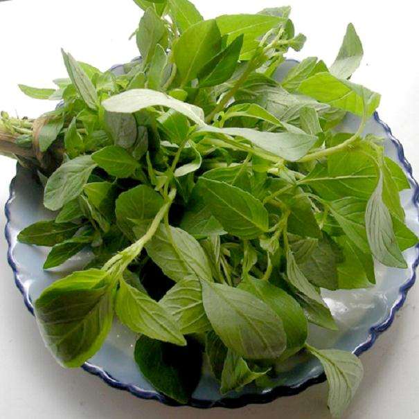 不同营养液配方下荆芥盆栽植株干鲜重的比较