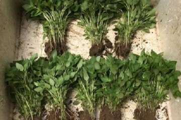 不同配方处理对荆芥植盆栽株生长的影响