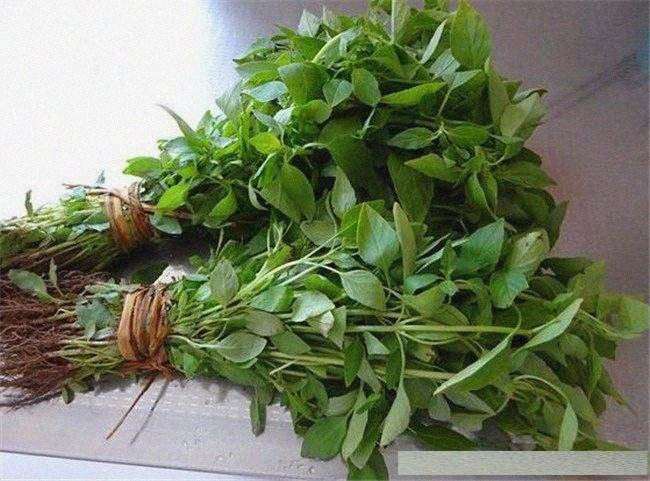 不同的营养液对荆芥盆栽植株生长的影响