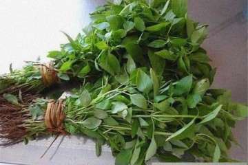 不同的营养液对荆芥盆栽植株生长的影响