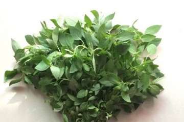 隶属函数对盆栽荆芥进行综合评价