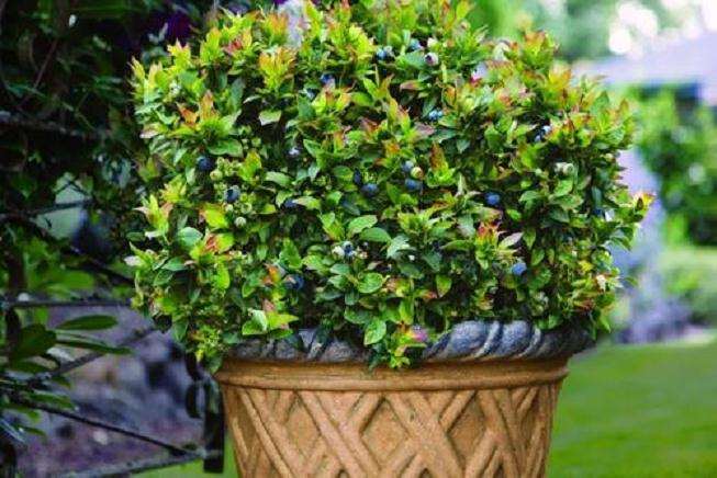 不同配方栽培基质对盆栽蓝莓生长的影响