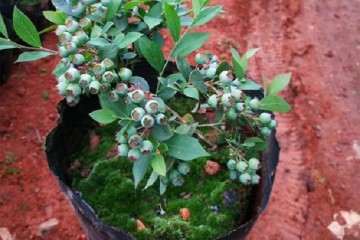 不同配方栽培基质对盆栽蓝莓生长的影响