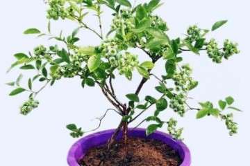 不同配方栽培蓝莓盆栽的理化性质比较