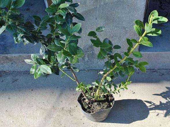 为什么蓝莓盆栽对栽培基质比较严格