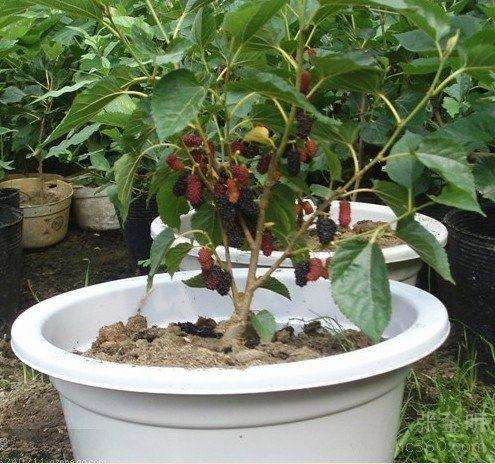 不同品种大棚盆栽苗桑叶枯病病情调查