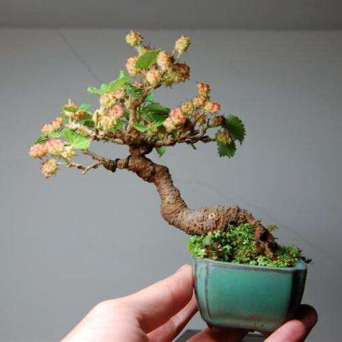 不同品种大棚盆栽苗桑叶枯病病情调查