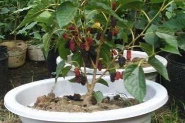 不同品种大棚盆栽苗桑叶枯病病情调查