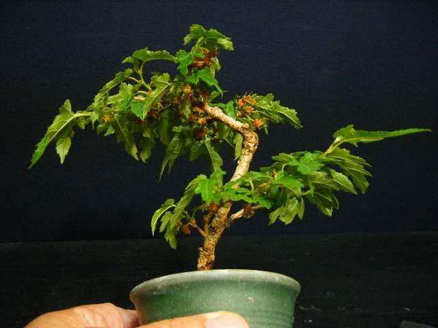 不同处理盆栽桑叶枯病发病情况调查