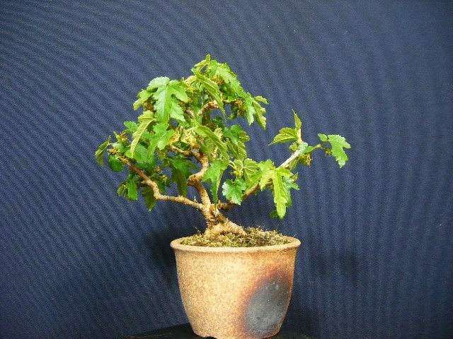 不同处理盆栽桑叶枯病发病情况调查