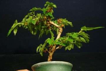 不同处理盆栽桑叶枯病发病情况调查