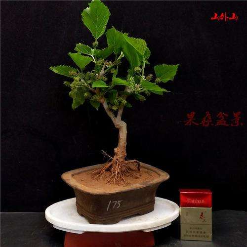 不同温度桑叶盆栽枯病的发病率