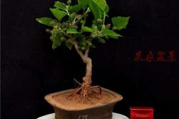 不同温度桑叶盆栽枯病的发病率