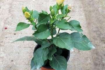 不同温度对桑叶盆栽枯病发病率的影响