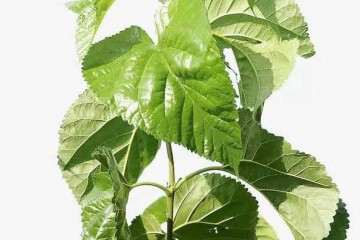 不同 Cd 浓度对桑叶盆栽枯病发病率的影响