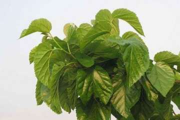 盆栽桑叶枯病怎么防控的技术