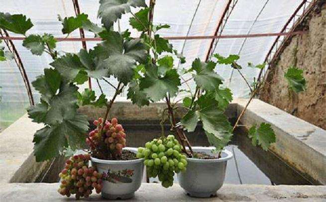 不同葡萄盆栽基质对植株生长的影响