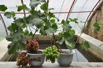 不同葡萄盆栽基质对植株生长的影响