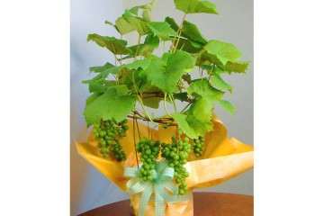 葡萄盆栽怎么试验的材料与方法 图片