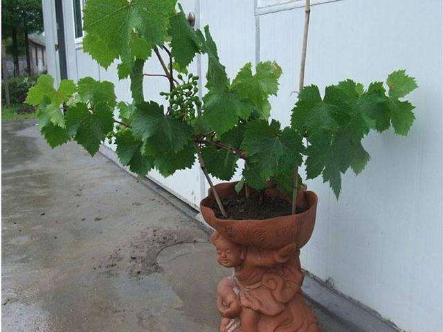 盆栽葡萄生长指标怎么测定定植