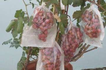 不同基质对盆栽葡萄生长指标的影响