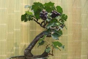 不同基质成分对葡萄盆栽基质的影响