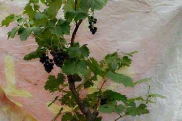 不同配比对葡萄盆栽基质特性的影响