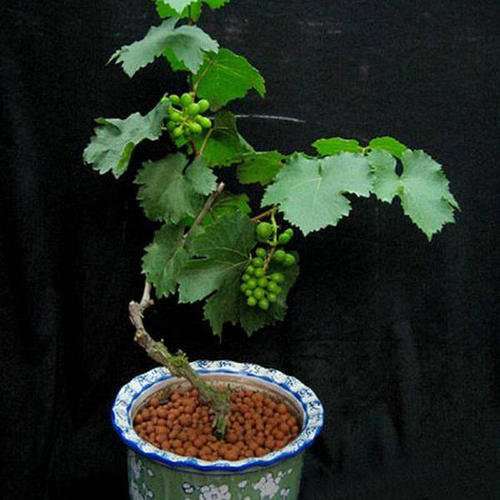 不同基质配比对盆栽葡萄生长的影响