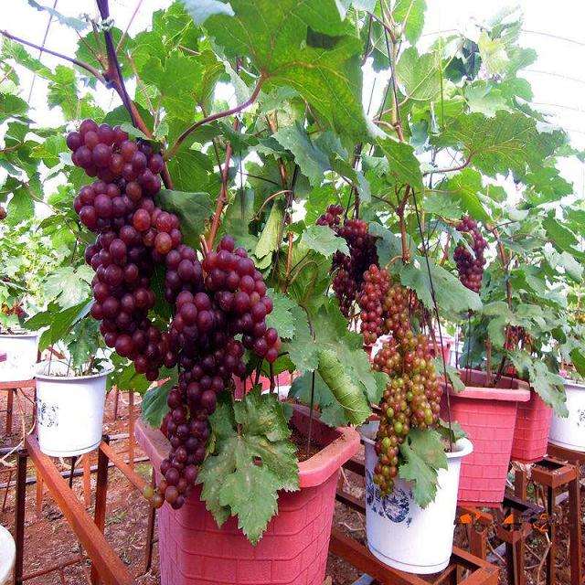 不同基质配比对盆栽葡萄生长量的影响