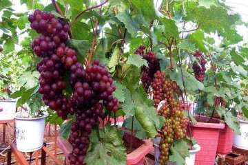 不同基质配比对盆栽葡萄生长量的影响