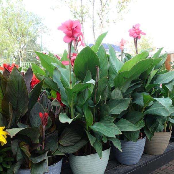 不同生长调节剂对盆栽美人蕉矮化效应研究