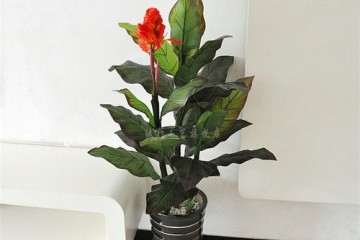 不同生长调节剂对盆栽美人蕉矮化效应研究