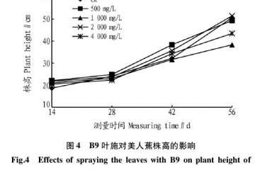 PP333对盆栽美人蕉冠幅的影响 图片